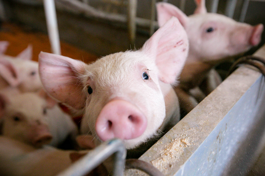 Avantajele unei ferme de porci in Romania