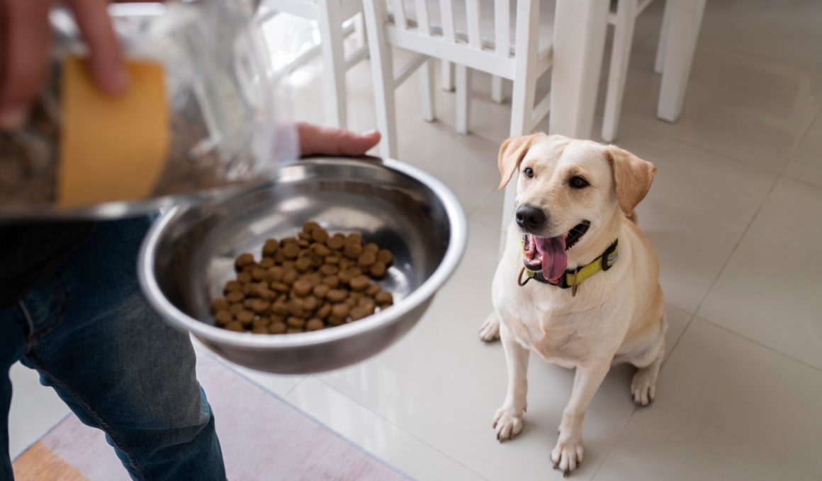 Cum Alegi Mâncarea pentru Câini în Funcție de Vârsta Companionului Blănos: Ghid Detaliat