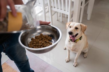 Cum Alegi Mâncarea pentru Câini în Funcție de Vârsta Companionului Blănos: Ghid Detaliat